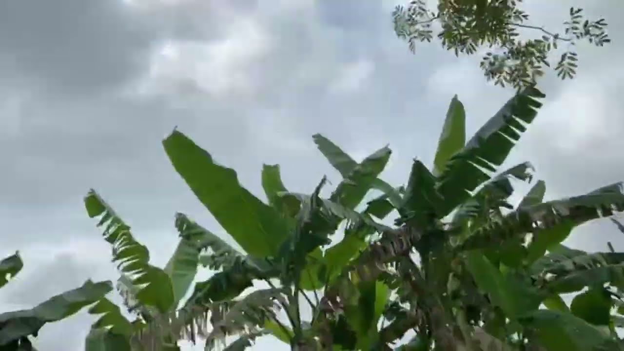 Peaceful countryside with green rice fields rustling in the wind