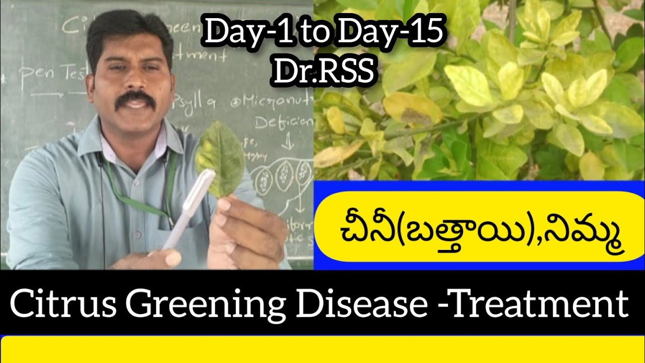 చీని(బత్తాయి),నిమ్మ -Citrus Greening Disease Treatment/Day-1 to Day-15/ by dr rss (9849715564)