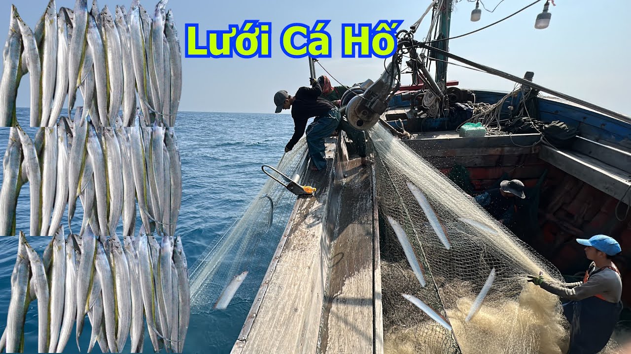 Trải nghiệm lưới cá hố tàu a Lực xuân hoà - Dân Biển