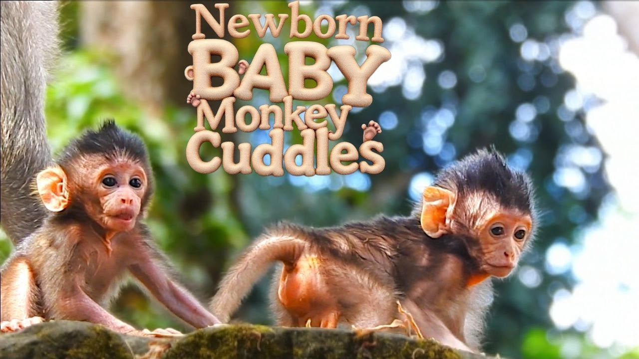Baby Monkey's First Adventure in the Wild!