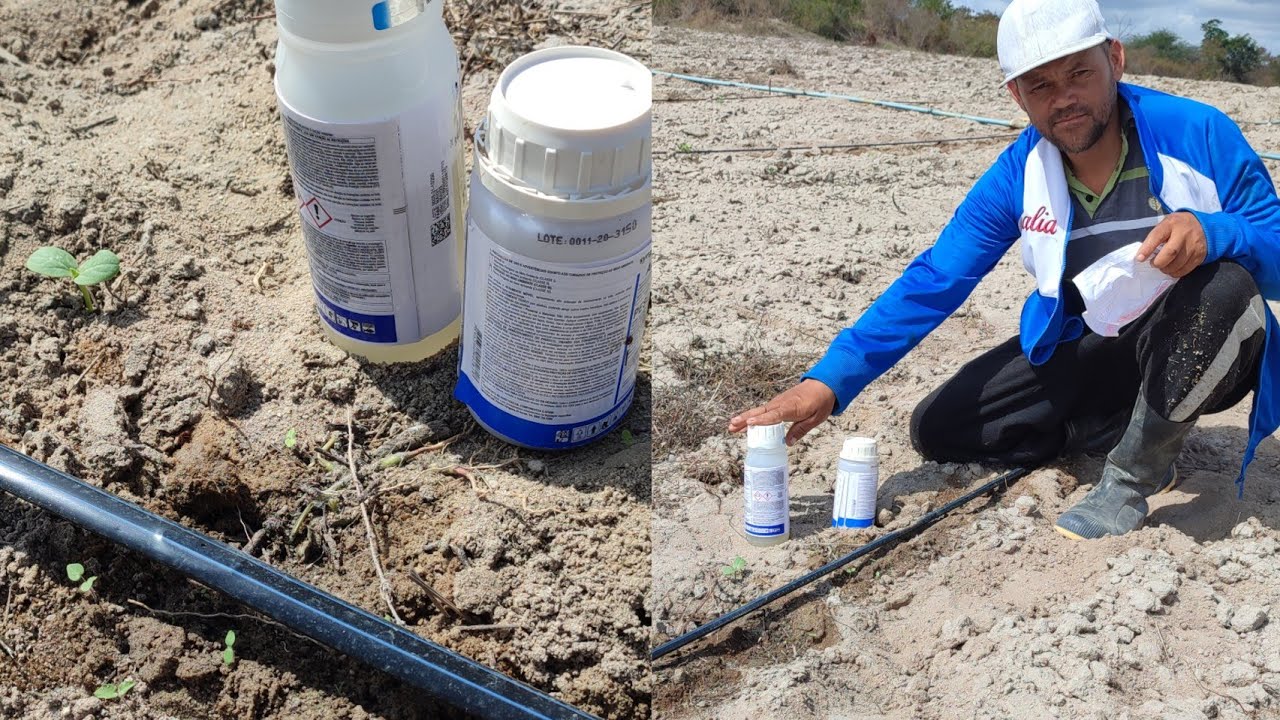 inseticida na prevenção no plantio de melancia.