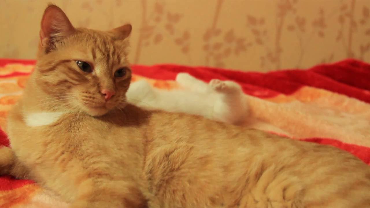 Появился котенок. Реакция взрослого кота. Часть 2