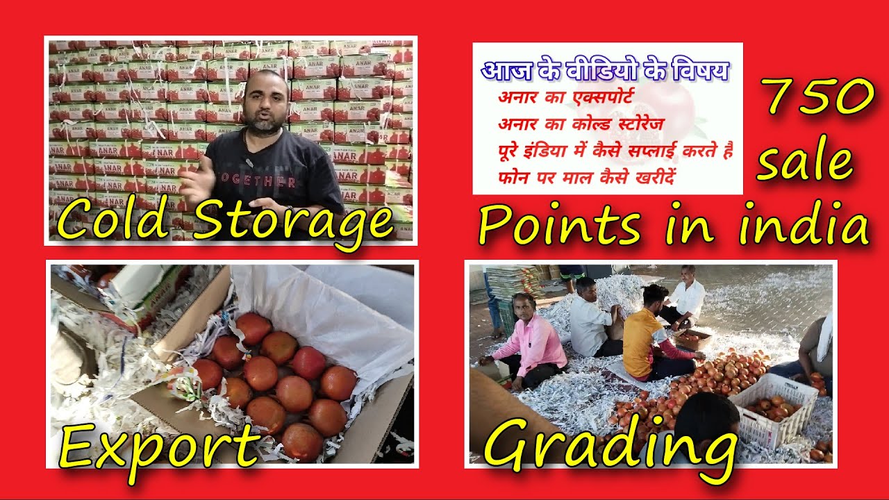 Export of pomegranate || cold storage of pomegranate ,, grading of anar  #anarbhav #pomegranate