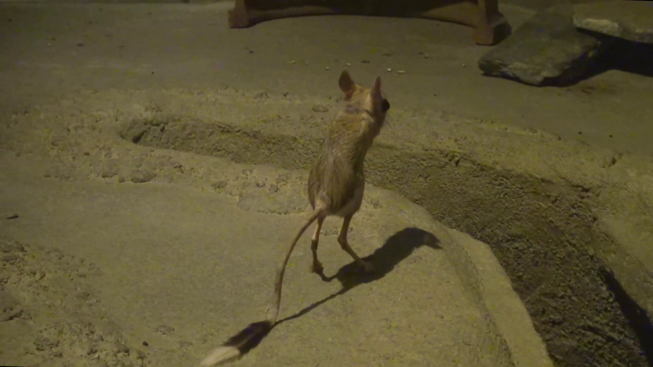 跳ね回るミユビトビネズミ Jerboa 東山動物園