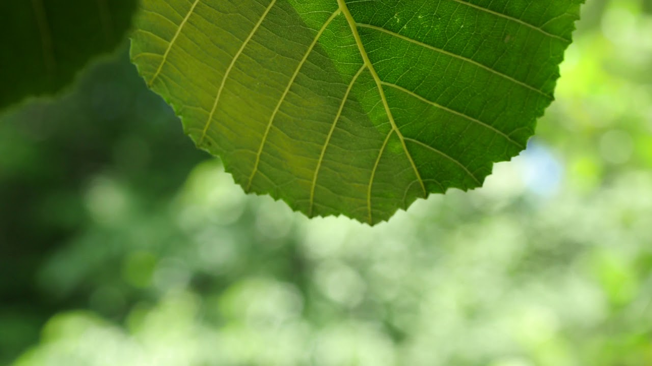 Folhagem verde bot&acirc;nica