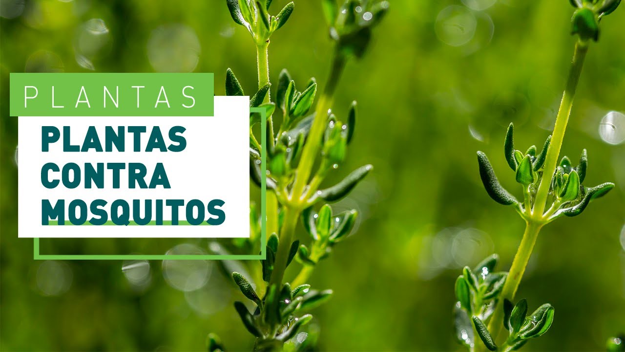 5 plantas antimosquitos: un eficaz repelente natural | Verdecora