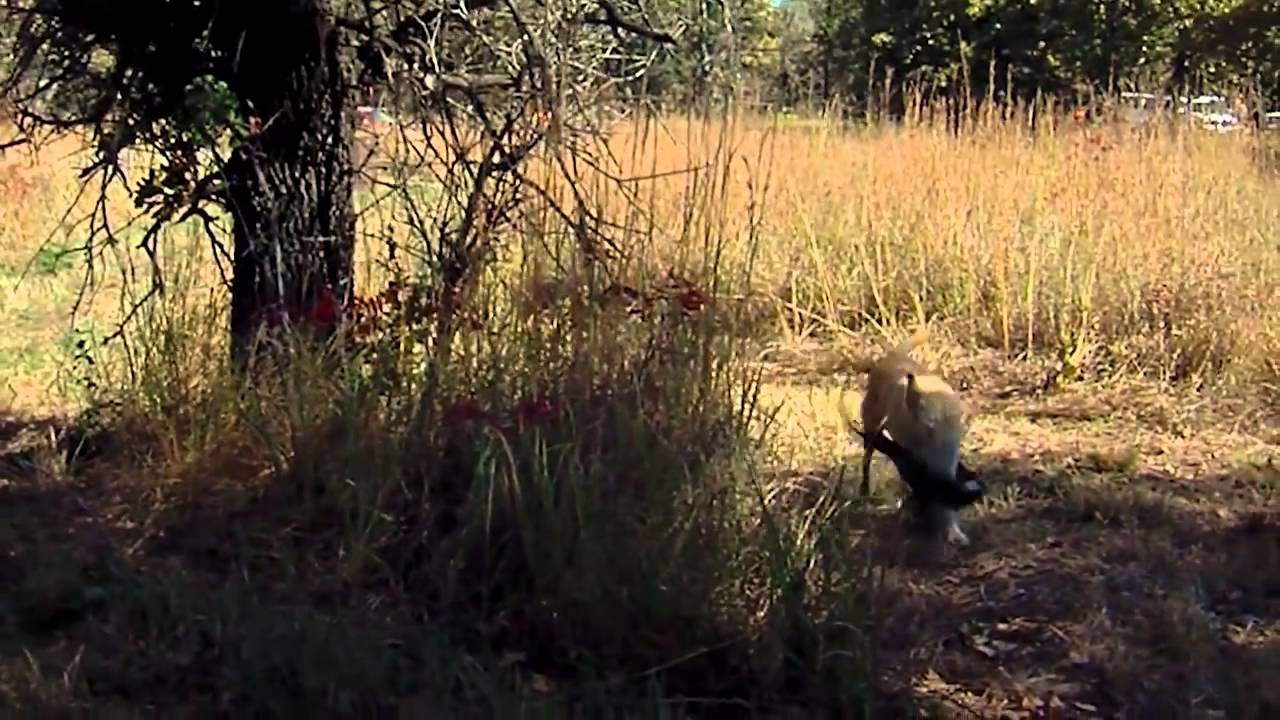 Disabled Vets Bird Hunting
