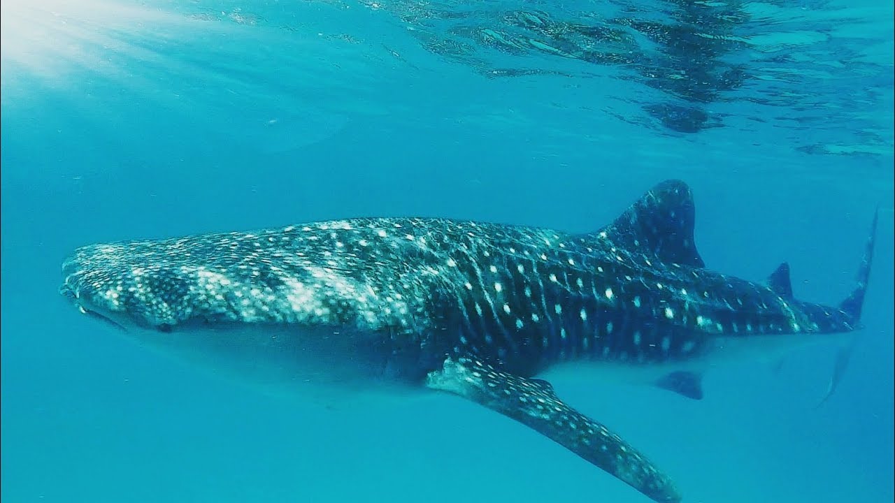 Süd Ari Atoll Malediven - Der Walhai Hotspot