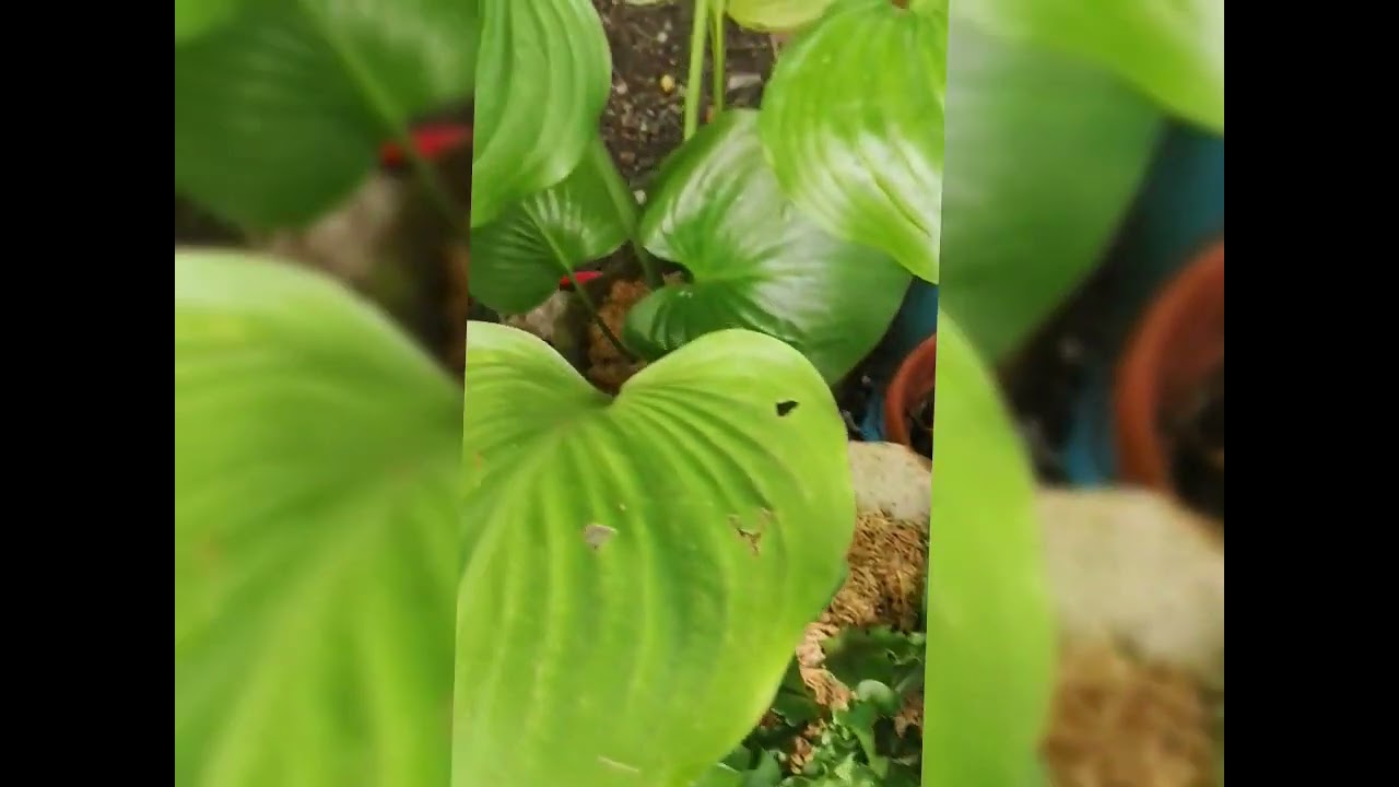 REVIVAL OF MY COLLEGE GARDEN 🏡