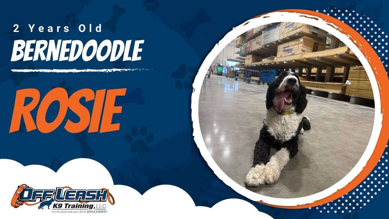 Bernedoodle, 2 yrs old, Rosie | Best Dog Training Central Missouri | Off Leash K9