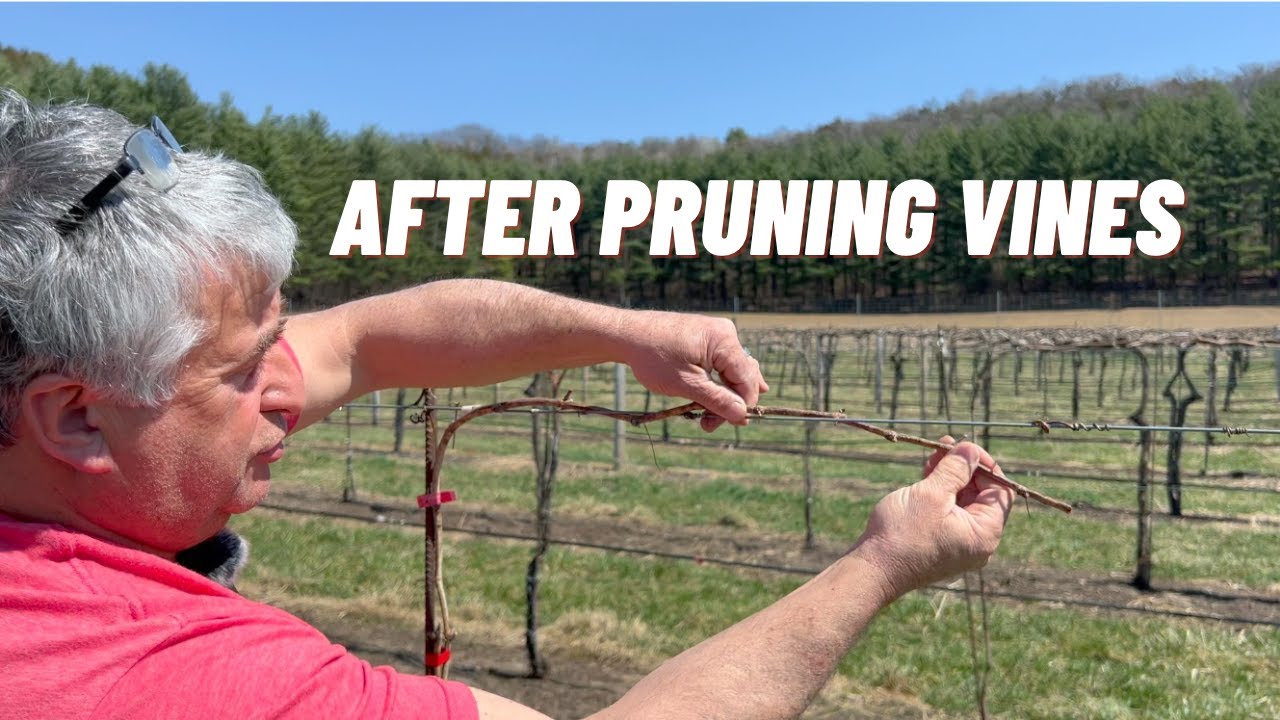 Growing Grapes in Wisconsin - What To Do After Pruning Vines
