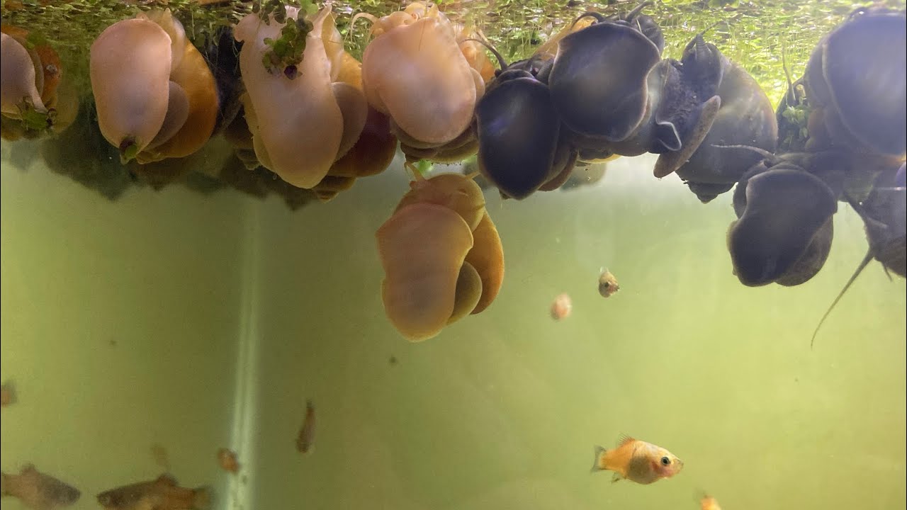 Breeding Mystery Snails For Profit Out of My Bedroom