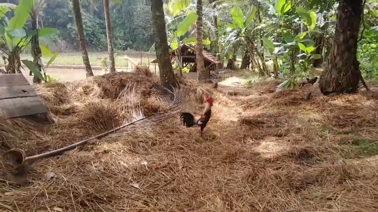 Suasana Kesederhanaan Hidup Di Desa !! Alam Yang Subur Pesawahan dan Kebun