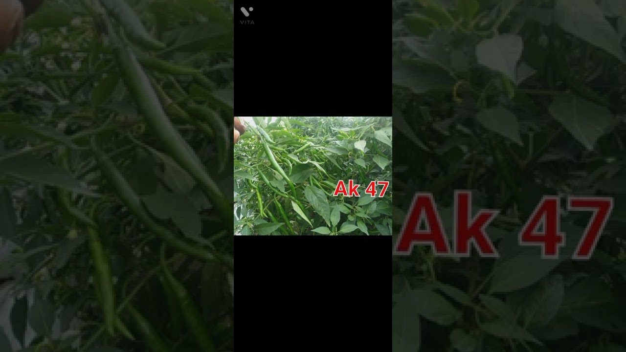 AK 47 mirchi royal || Advanta Ak-47 Mirchi #shorts #viral #short #ytshorts