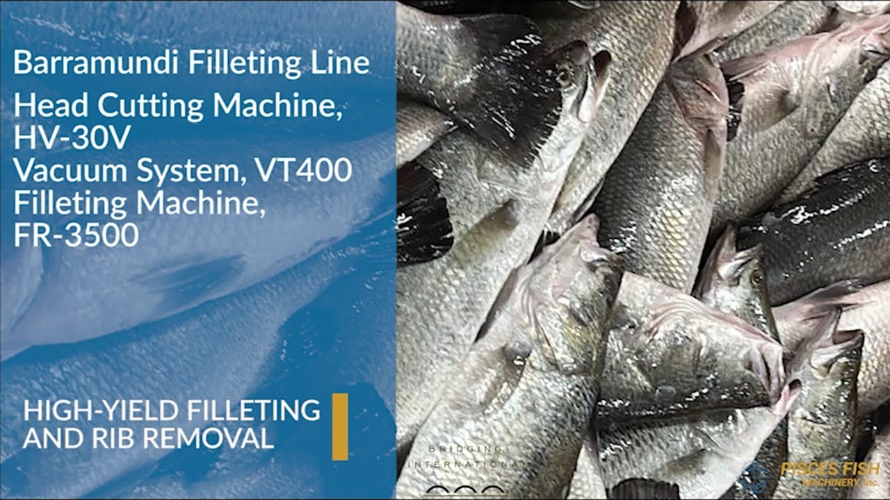 HV-30 and FR-3500 High Yield Barramundi Filleting Line – Maximum Efficiency & Precision