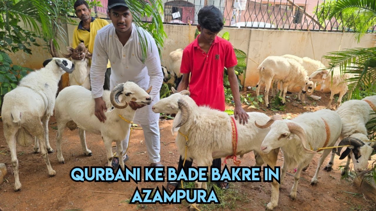Qurbani ke bade bakre available in Azampura Chadarghat | Ameengadh Sheep's in Azampura Hyderabad