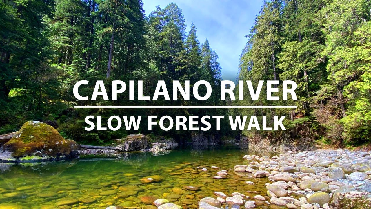 Meditative Forest Walk in Capilano River Regional Park, North Vancouver BC Canada