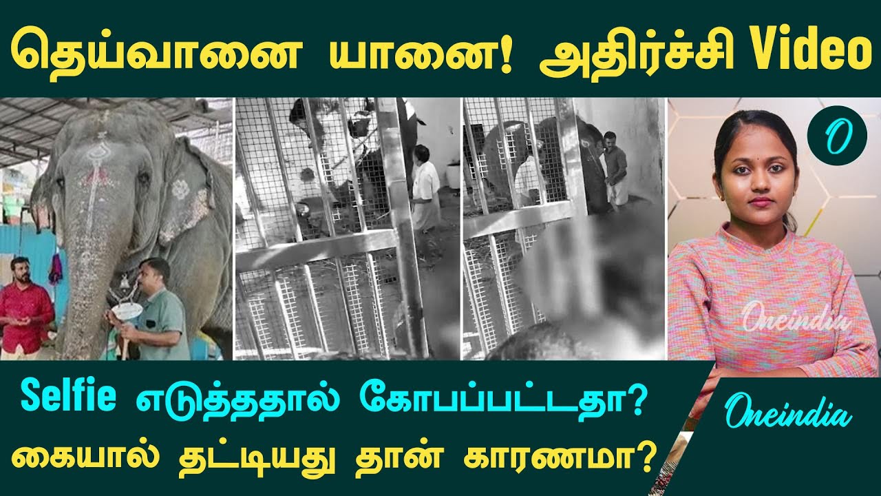 Thiruchendur Elephant Issue....அதிர்ச்சி CCTV | தெய்வானை யானை Selfi எடுத்ததால் கோபப்பட்டதா?