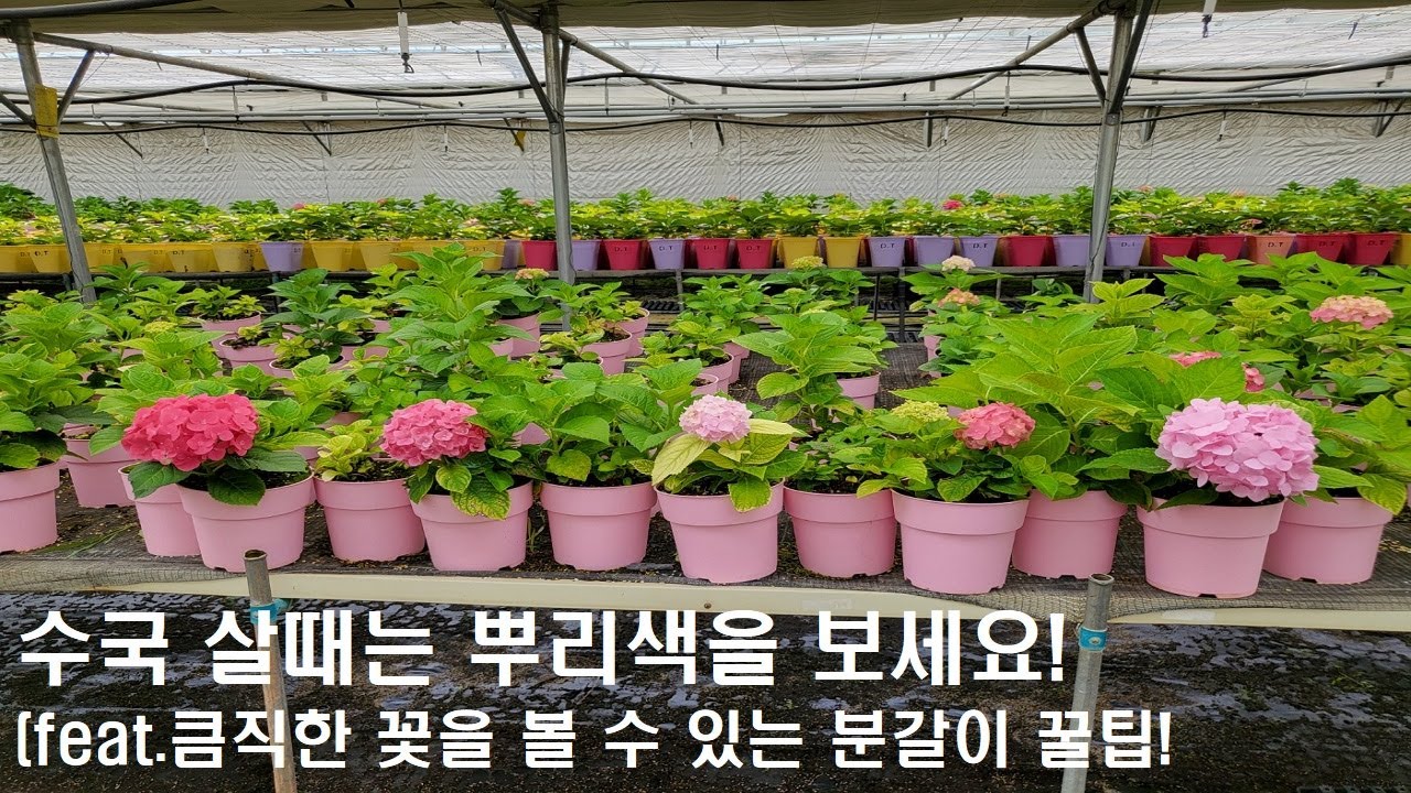 좋은 수국 고르는 꿀팁 알려드릴께요 😘 (faet.더 예쁜 꽃을 볼 수있는 분갈이방법 💕)