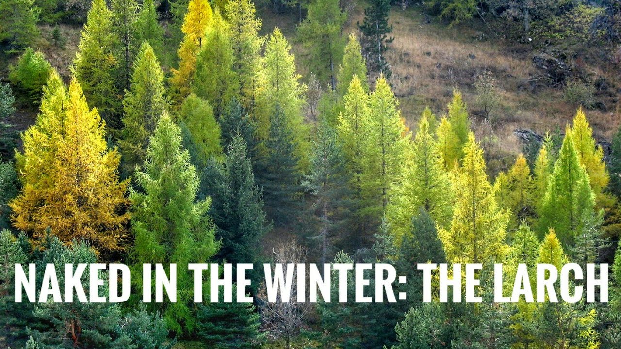 Larch: the naked conifer