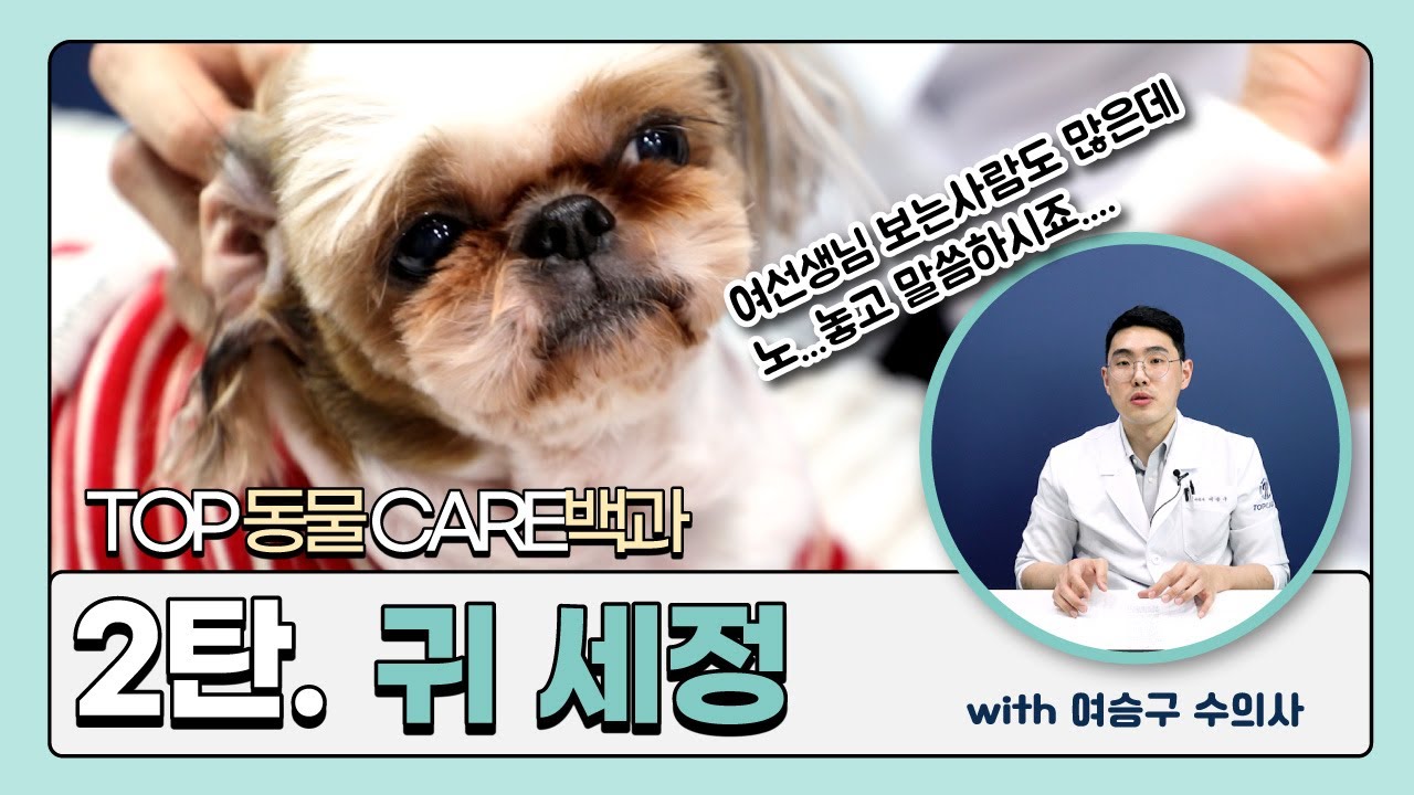■TOP동물CARE백과 2탄■ 악취의 근원!! 가려움증을 유발하는 귓병타파!! 귀 세정이 얼마나 중요한지 아냐구요