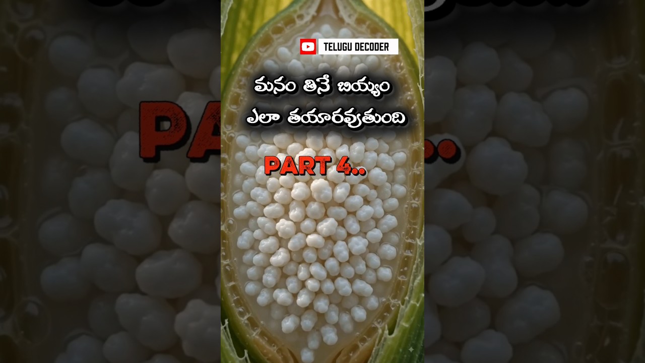 How Paddy Turns Into Rice 🌾 | The Secret Inside Every Grain! (Part 4) #ricebran #ricewater