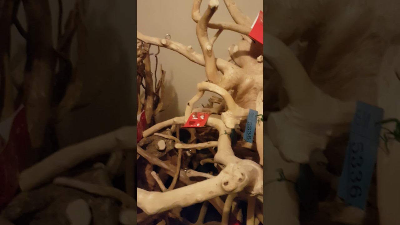 Scarletts parrot essentials sustainably sourced java trees