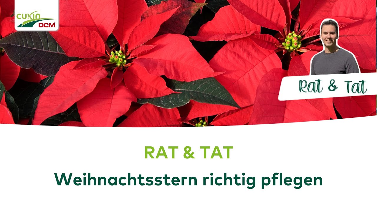 RAT & TAT: Weihnachtsstern richtig pflegen