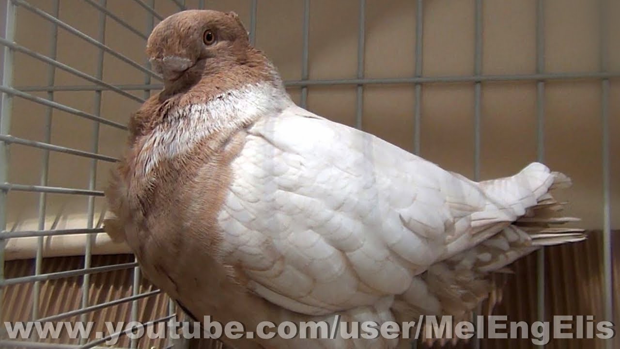 Best of Pigeons Cravat&eacute;s Orientaux Blondinettes - Oriental Frill - Orientalische M&ouml;vchen