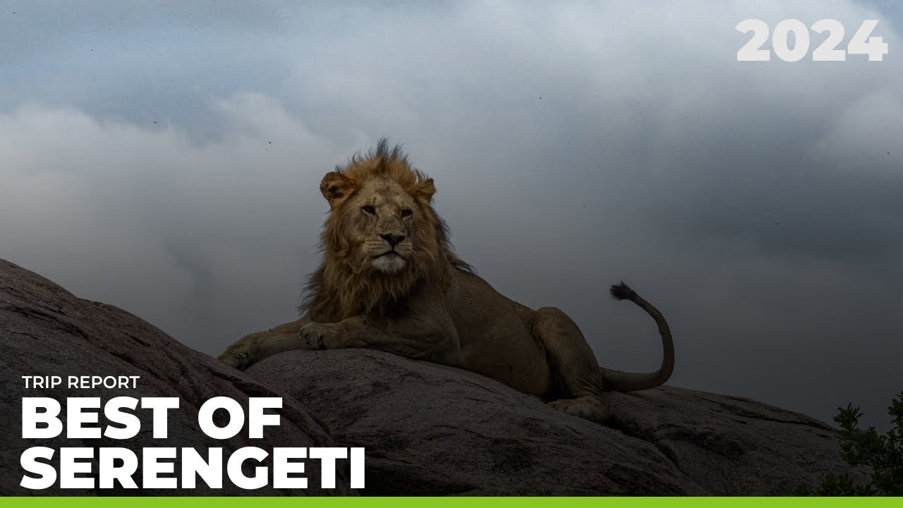Best of Serengeti 2024 | TRIP REPORT