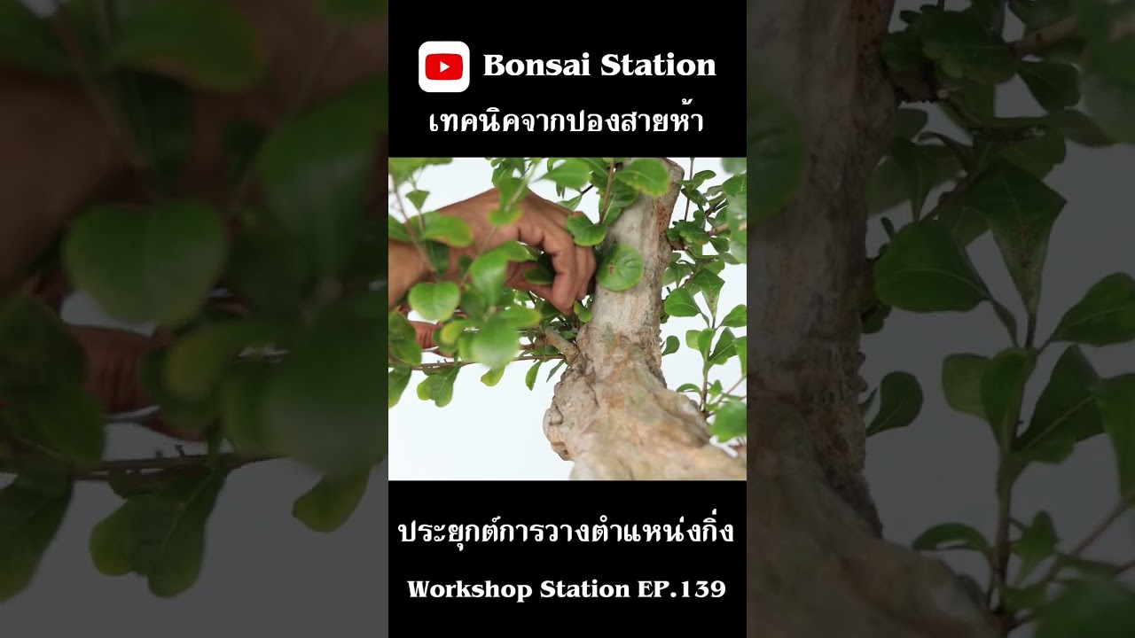 ประยุกต์การวางตำเเหน่งกิ่ง #bonsaithai #บอนไซไทย #bonsai #bonsaiwork  #บอนไซมือใหม่ #บอนไซ