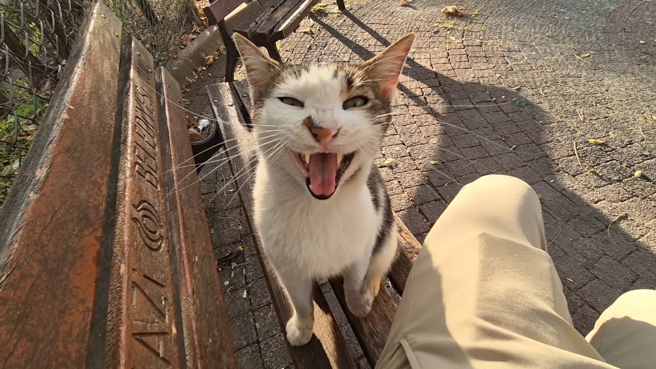 The cute street cat who keeps Meowing as if asking for permission to climb into my lap.