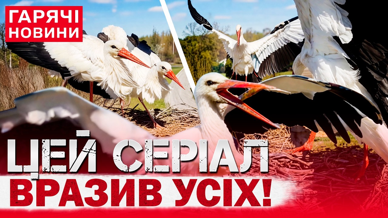 ЛЕЛЕКИ ШОКУВАЛИ УКРАЇНЦІВ: ЛЮБОВНИЙ ТРИКУТНИК У ГНІЗДІ! СЕРІАЛ, ЯКИЙ ХОЧЕТЬСЯ ДИВИТИСЯ