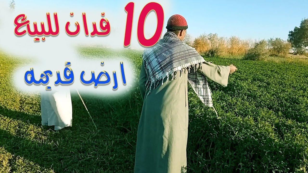 للبيع 10 فدان ارض قديمه بطاقه زراعيه وحصر وري ذاتي  وقريبه من القريه