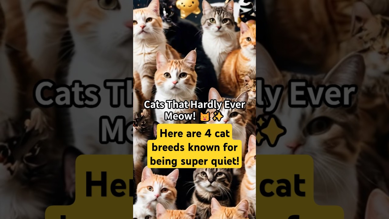 Here are 4 cat breeds that are known for being super quiet! #cat #catlover #facts