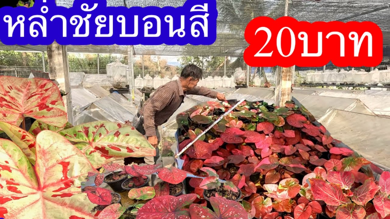 สวนนี้บอนสีราคาถูกสวนหล่ำชัยบอนสี อ.ไทรน้อย จ.นนทบุรี