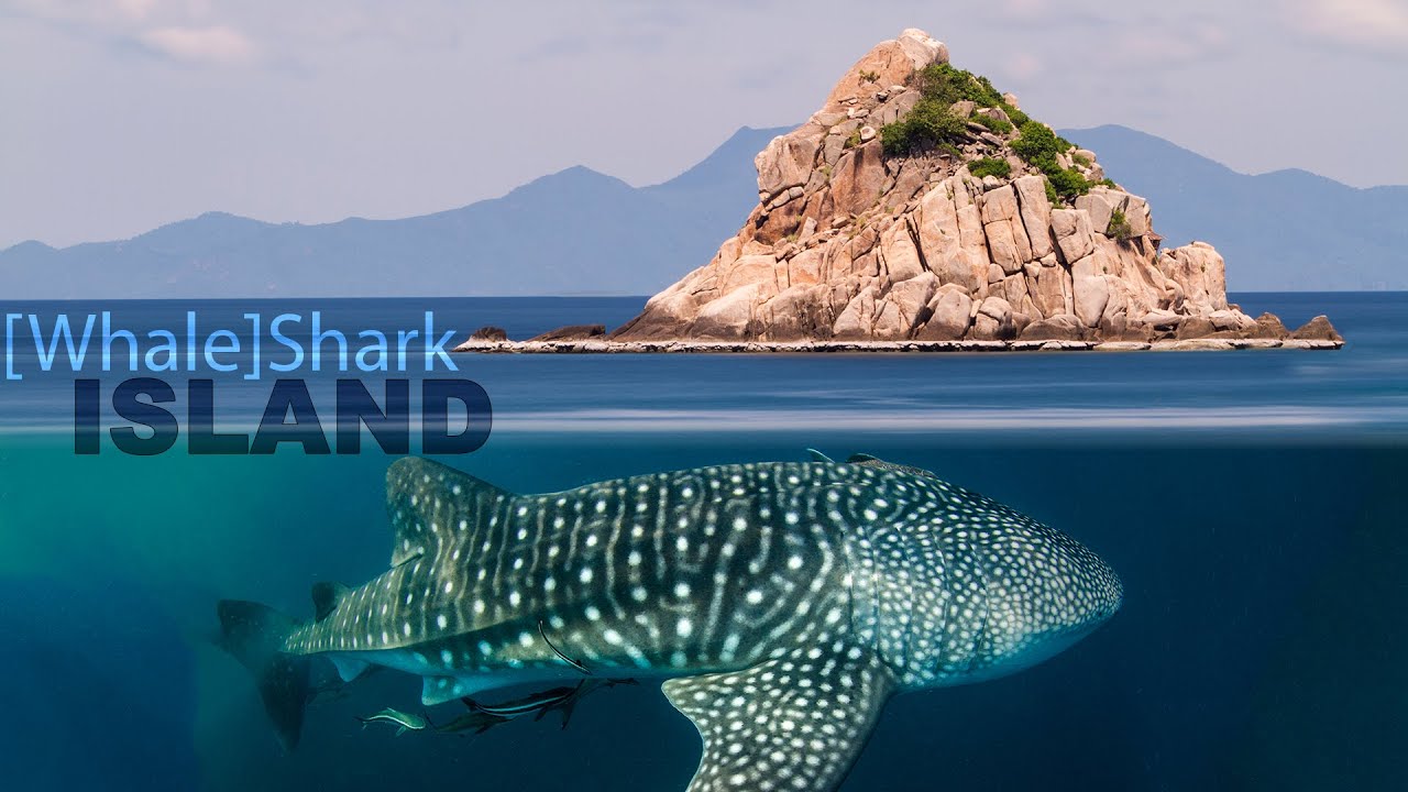 [Whale] Shark Island - Koh Tao, Thailand