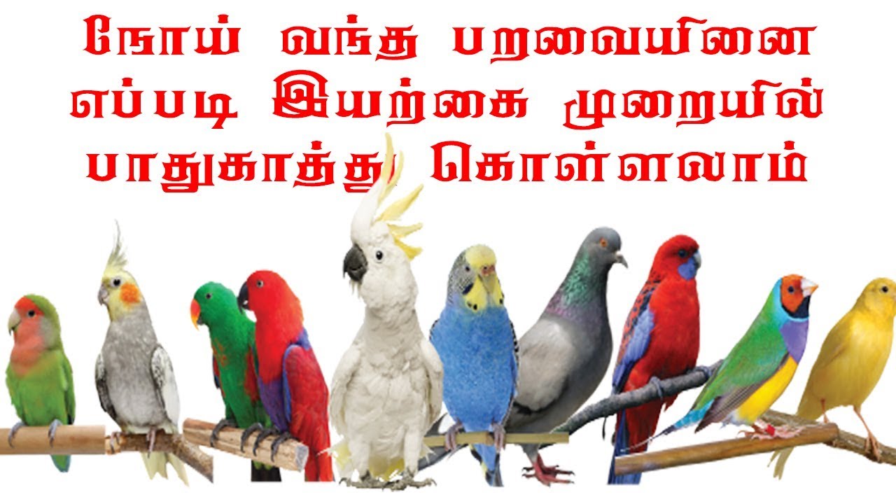 All birds diseases and natural treatment in Tamil