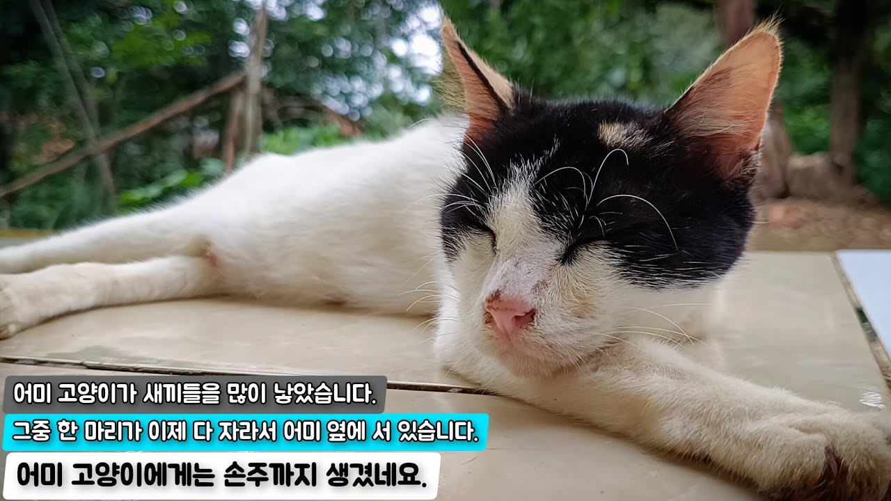 어미 고양이가 새끼들을 많이 낳았습니다. 그중 한 마리가 이제 다 자라서 어미 옆에 서 있습니다. 어미 고양이에게는 손주까지 생겼네요.
