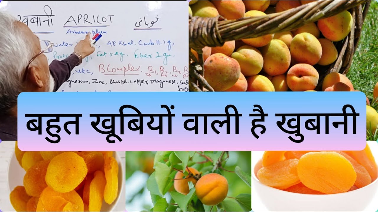बहुत खूबियों वाली है खुबानी | Apricot- The fruit with Numerous benefits