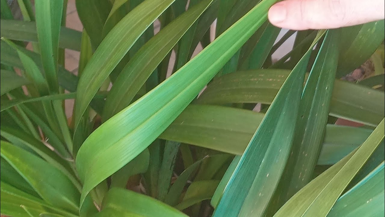  NUNCA FAÇA ISSO COM A SUA ORQUÍDEA CYMBIDIUM  DICAS  DIVISÓRIA DE BUBOS...