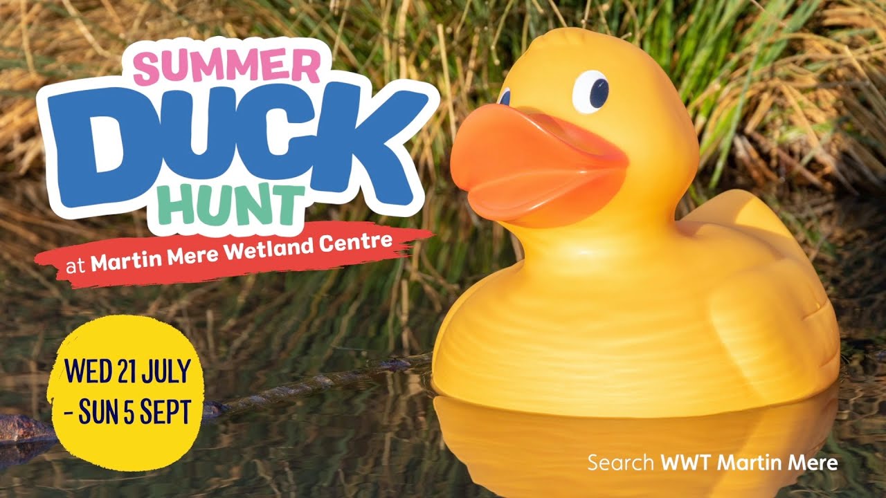 Summer Duck Hunt - Martin Mere | WWT