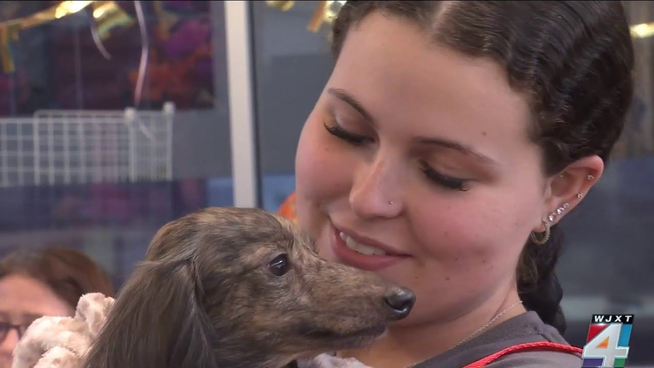 More than a dozen wiener dogs have new homes thanks to adoption event at ACPS | 'I'm so excited'