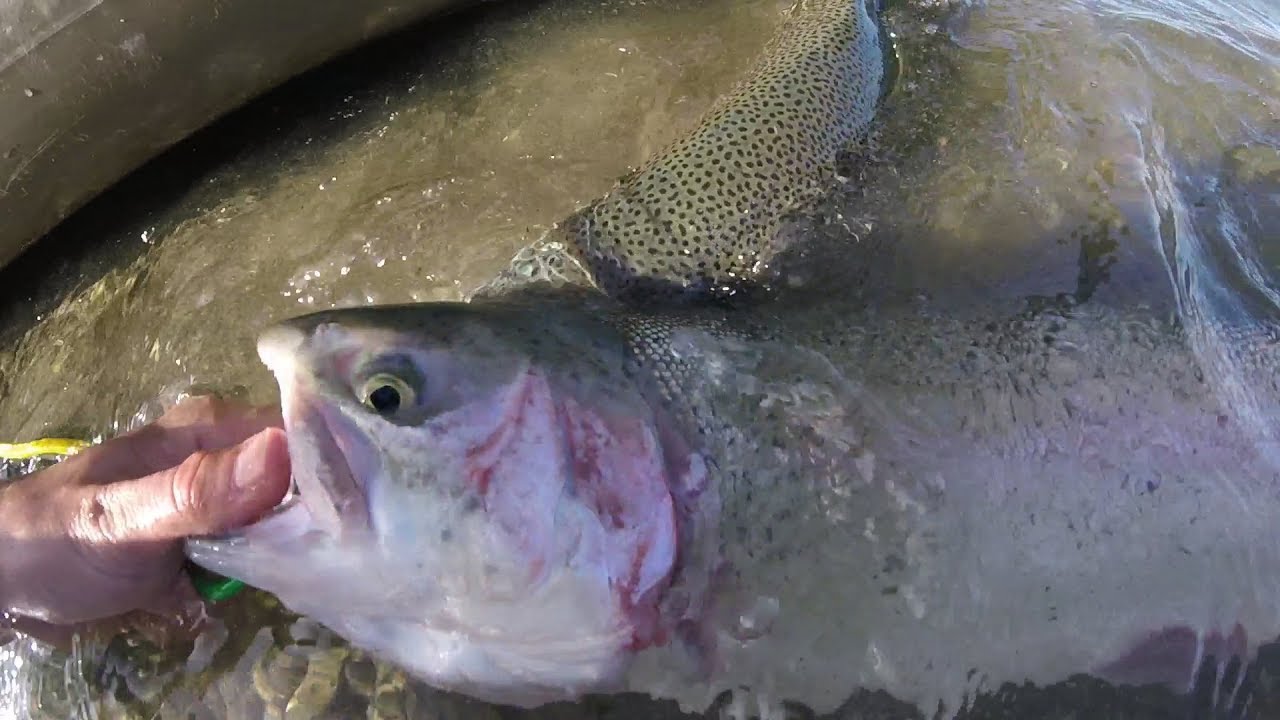 Rainbow Trout on STEROIDS - BIG TROUT from a Kayak (Shadow Cliffs Reservoir; Pleasanton, California)