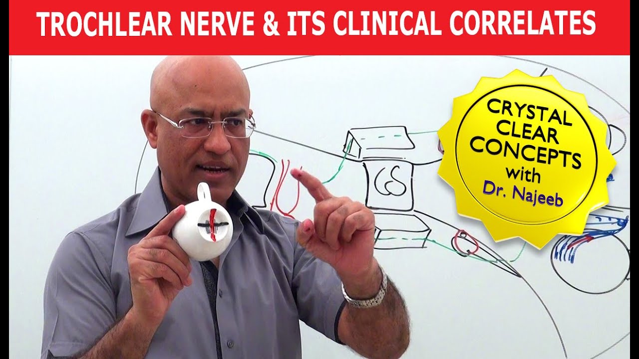 Trochlear Nerve and its Clinical Correlates | Neuroanatomy
