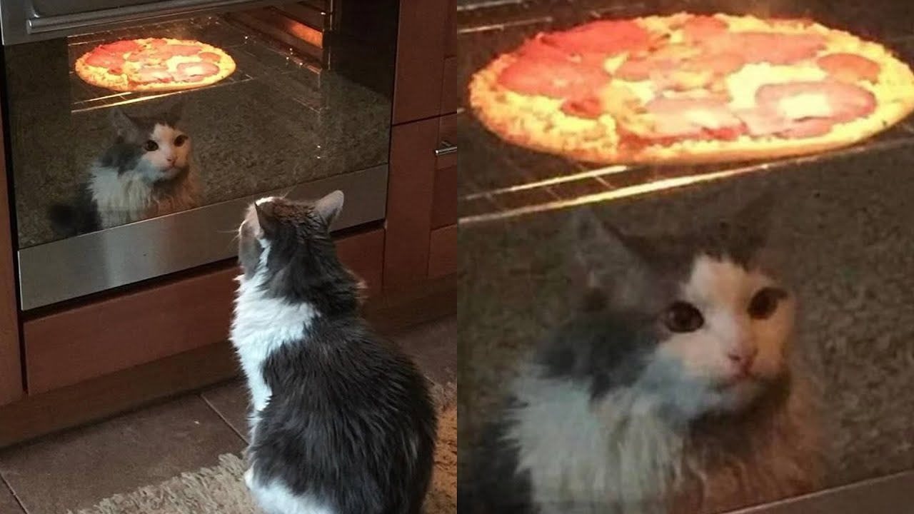 Cats Just Doing What Cats Do Best 🤣Funny Cats Videos 2025 🐱 Part 27