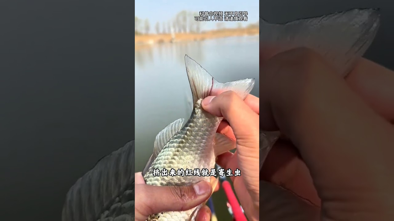 Do you know which of these fish conditions are edible#fish#Eat fish#Marine life#Popular