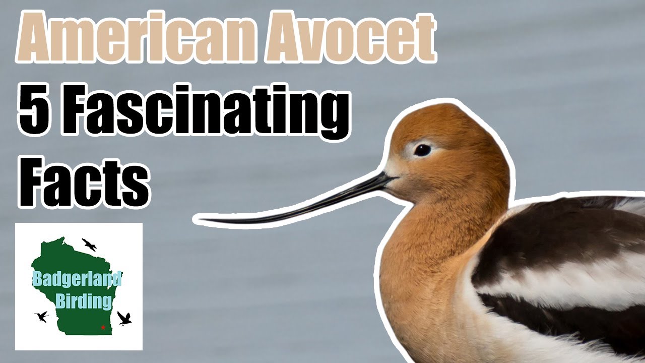 American Avocet: 5 Fascinating Facts