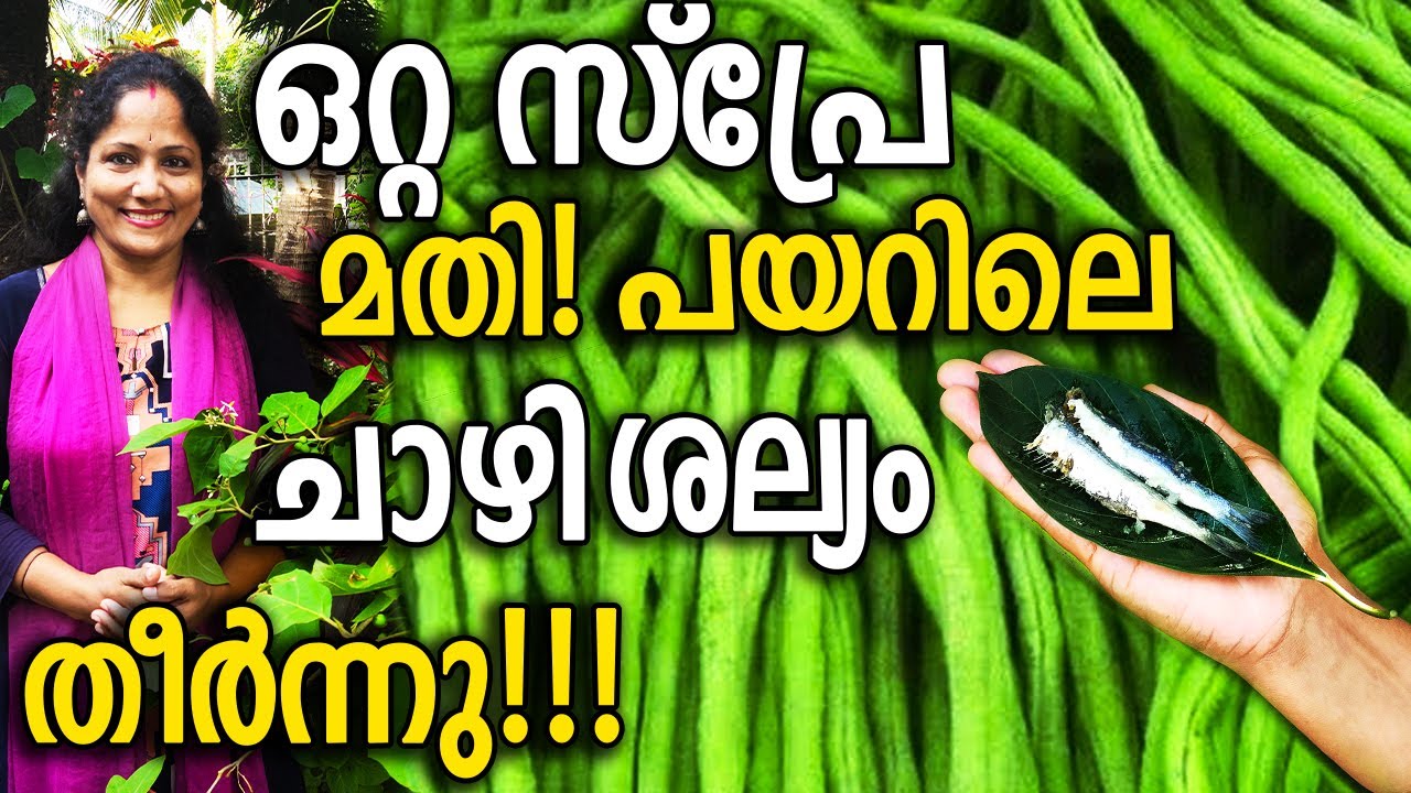 ഒറ്റ സ്പ്രേ മതി! പയറിലെ ചാഴി ശല്യം തീർന്നു!!! | MAGIC SPRAY To get rid of Chazhi quickly!