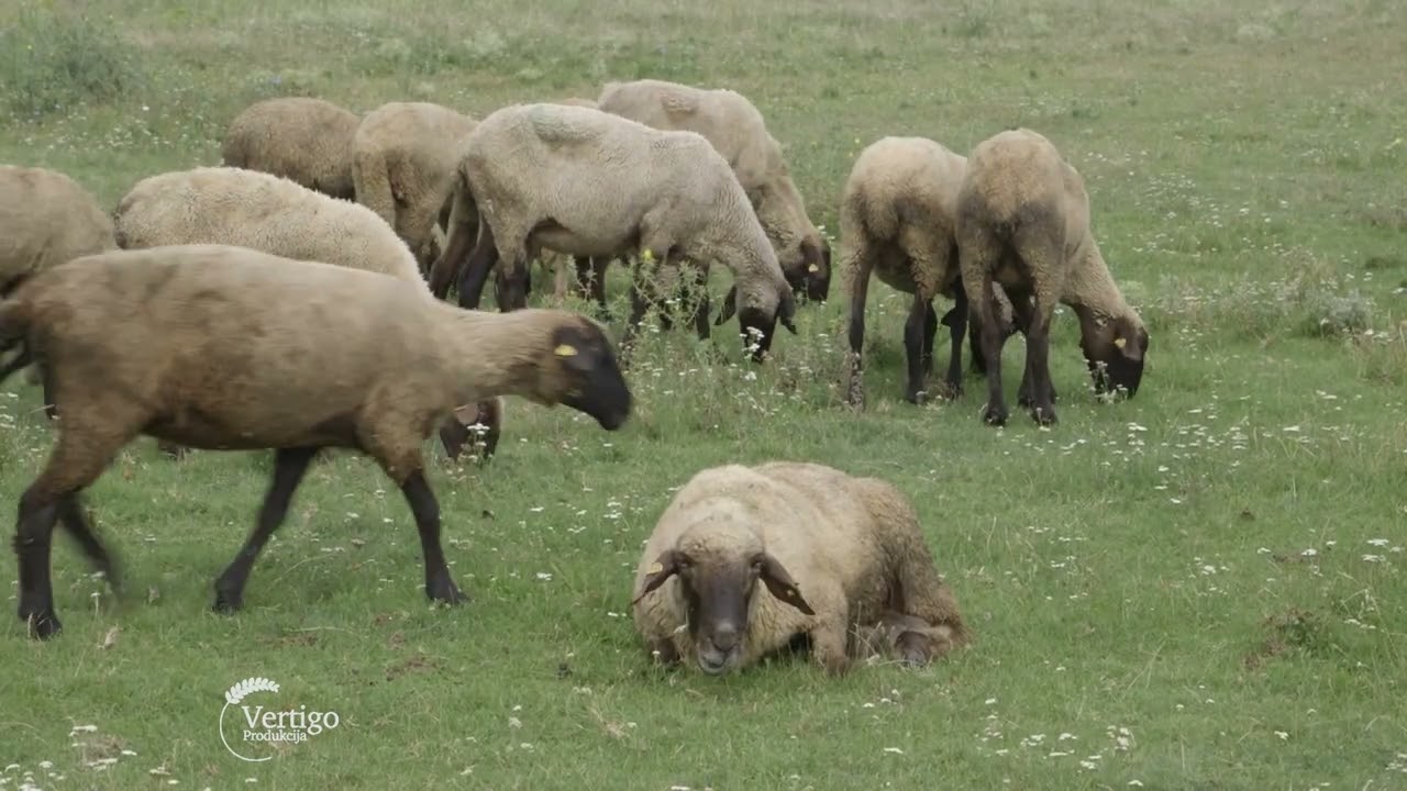 Buducnost OVCARSTVA u Juznom Banatu i uzgoj BANATSKE CIGAJE - U nasem ataru 964